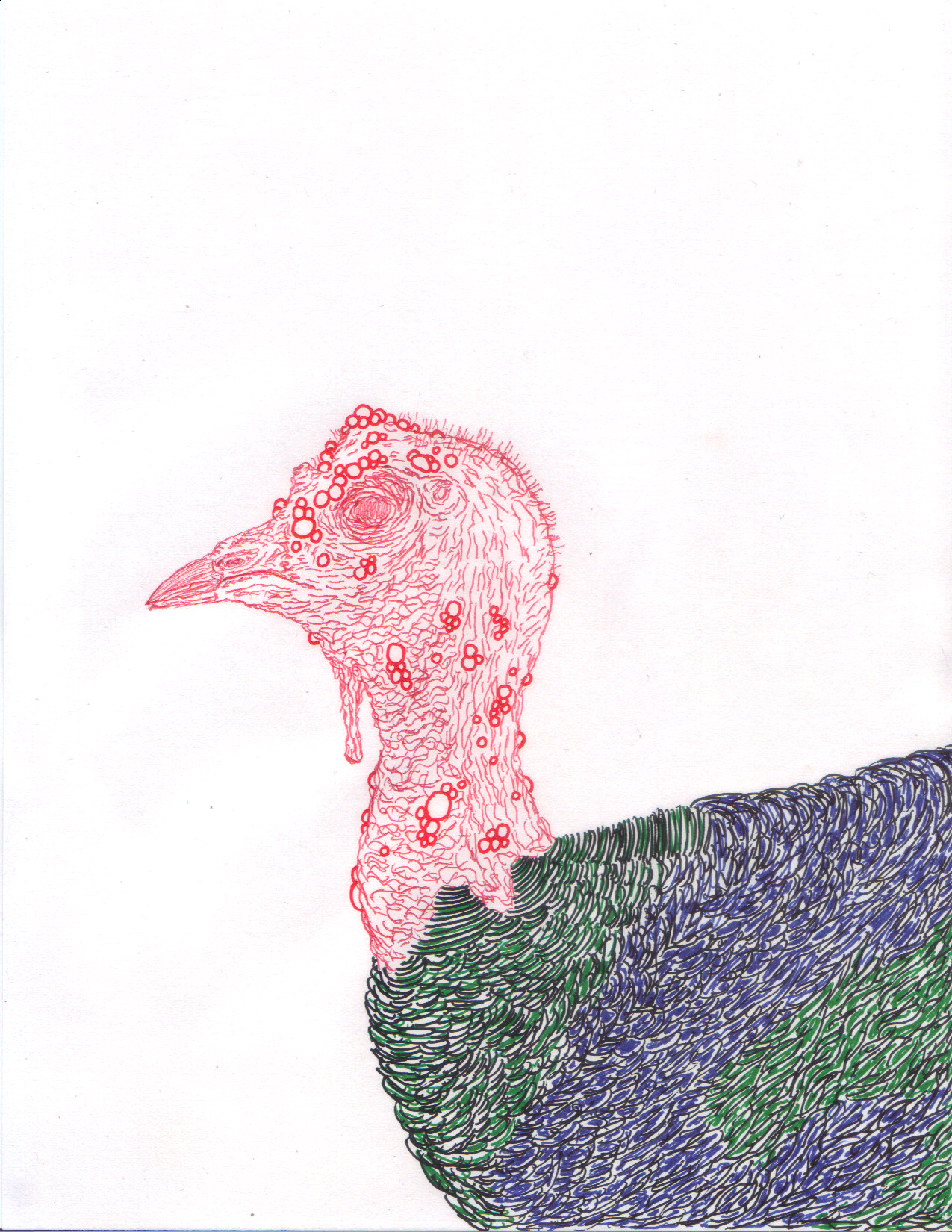 August 29th - Ocellated Turkeys