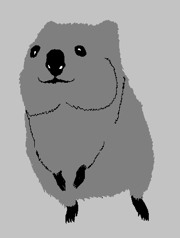 March 25th - Quokkas