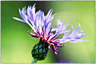 Centaurea Cyanus