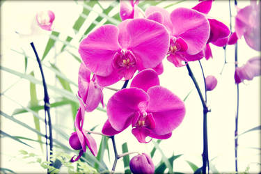 Magenta Orchid