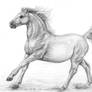 Horse sketch