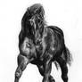 Black colt