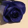 Blue rose.