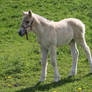 Fjord filly 3
