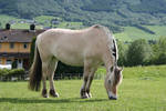 Fjord pony 1