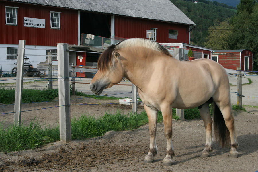 Fjord Pony 8