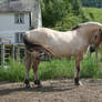 Fjord Pony 15