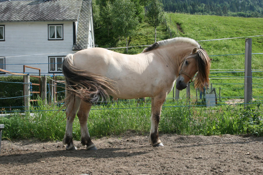 Fjord Pony 15