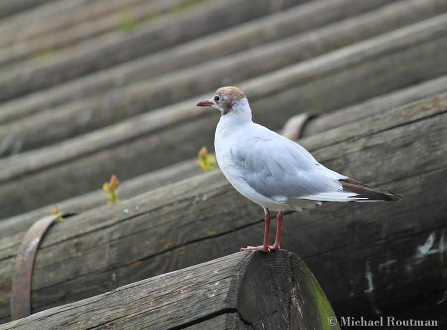 seagull