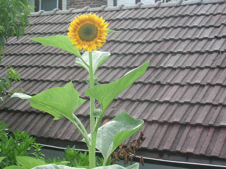 massive sunflower