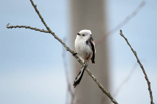 Long-tailed tit #1