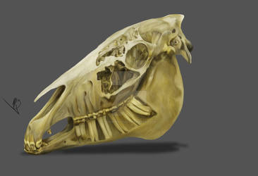 Horse Skull