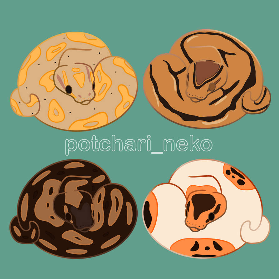 Ball pythons by potcharineko on DeviantArt