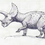 A Triceratops named Buckaroo