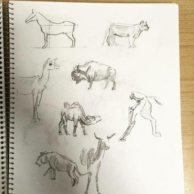 Animal Ruff Drawing Rough Animal Sketches (pt. 1) by DinoHunter000 on DeviantArt