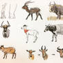 Antelope Studies 