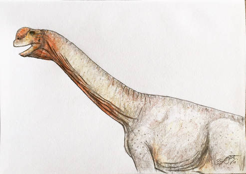 Camarasaurus