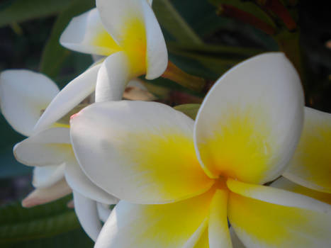 frangipani