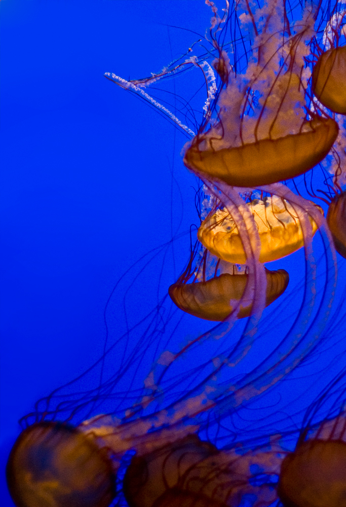 jellies 4