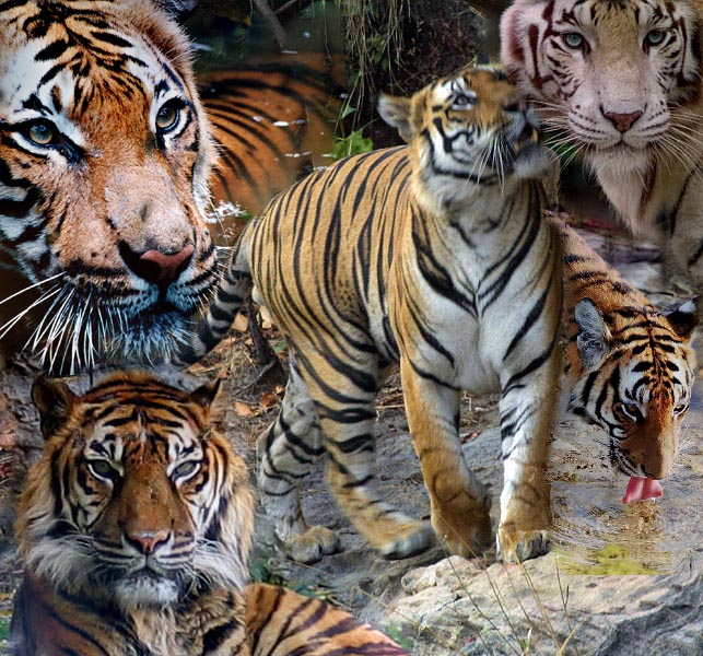 Tigers