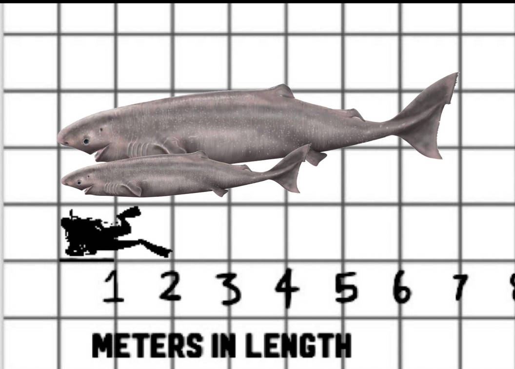 Pacific Sleeper Shark By DenistheTyrant On DeviantArt pacific-sleeper-shark-by-denisthetyrant-on-deviantart