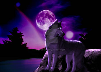 Twilight Wolf Moon