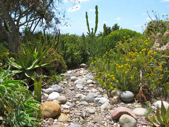 Desert Plants Path II