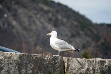 Standing Guard