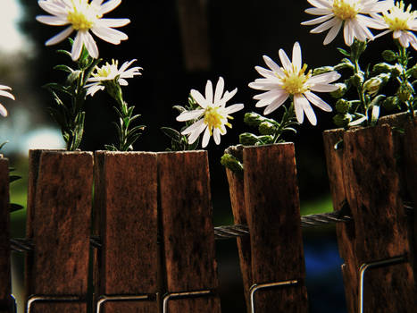 Pinched flowers