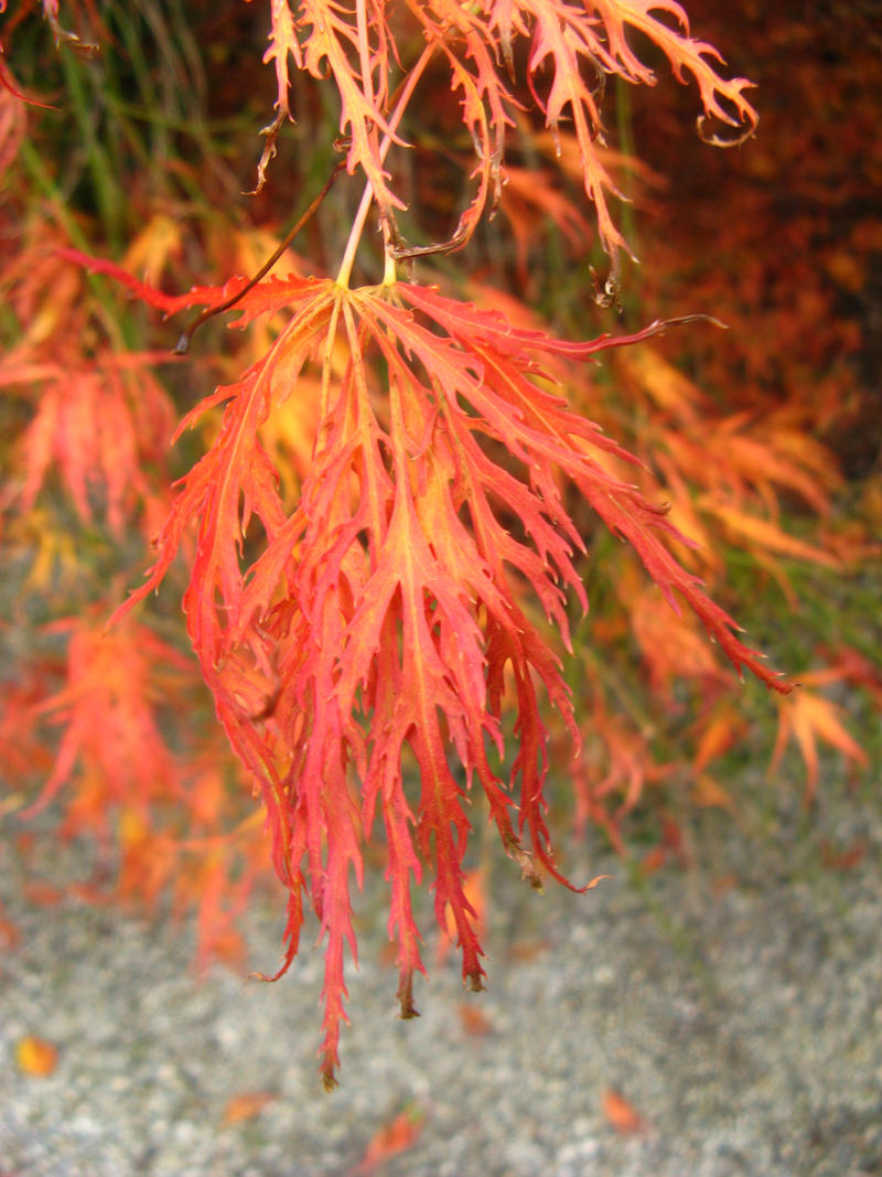 Japanese Maple