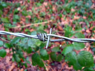 Barbed wire