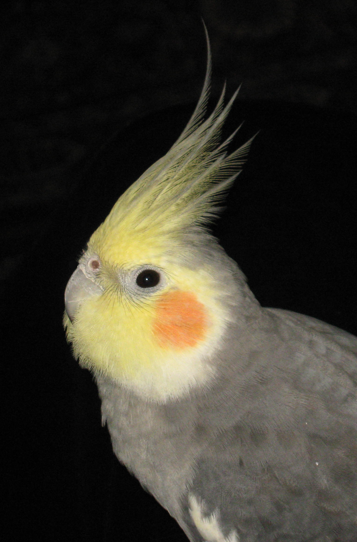 Portrait of my bird