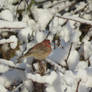 Little Fluffy Housefinch