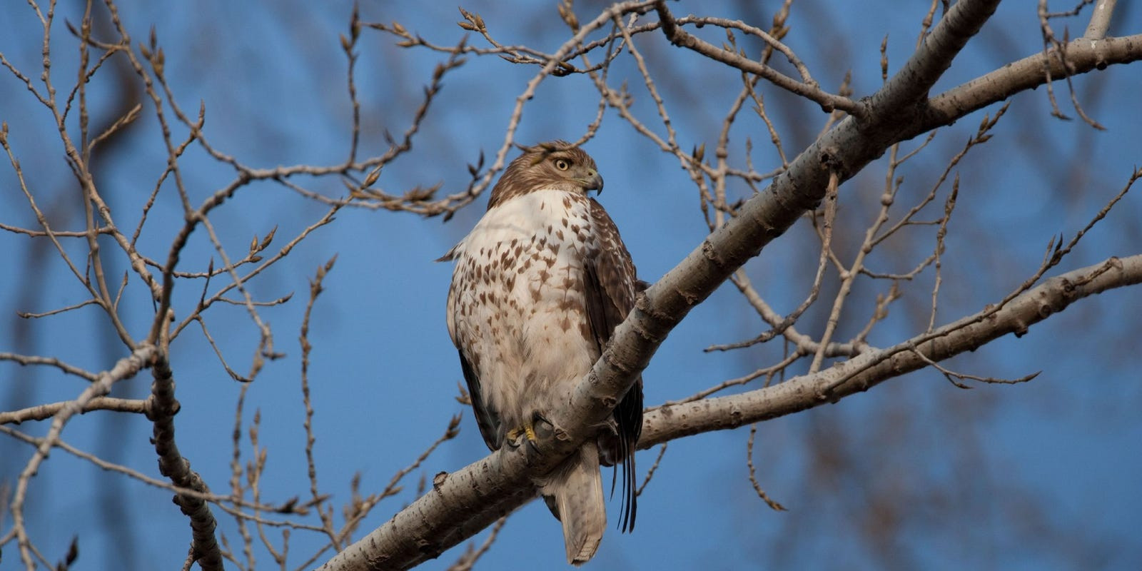 635834314934502461-Red-Tailed-Hawk-007