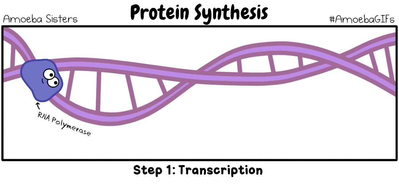 Protein Synthesis GIF by SarinaSunbeam on DeviantArt