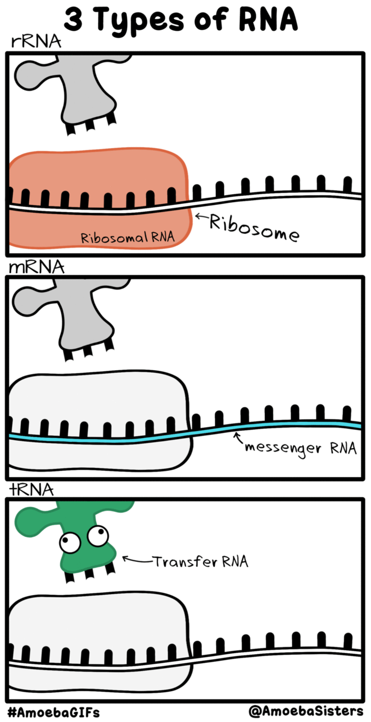 RNA Types GIF (Protein Synthesis) by SarinaSunbeam on DeviantArt