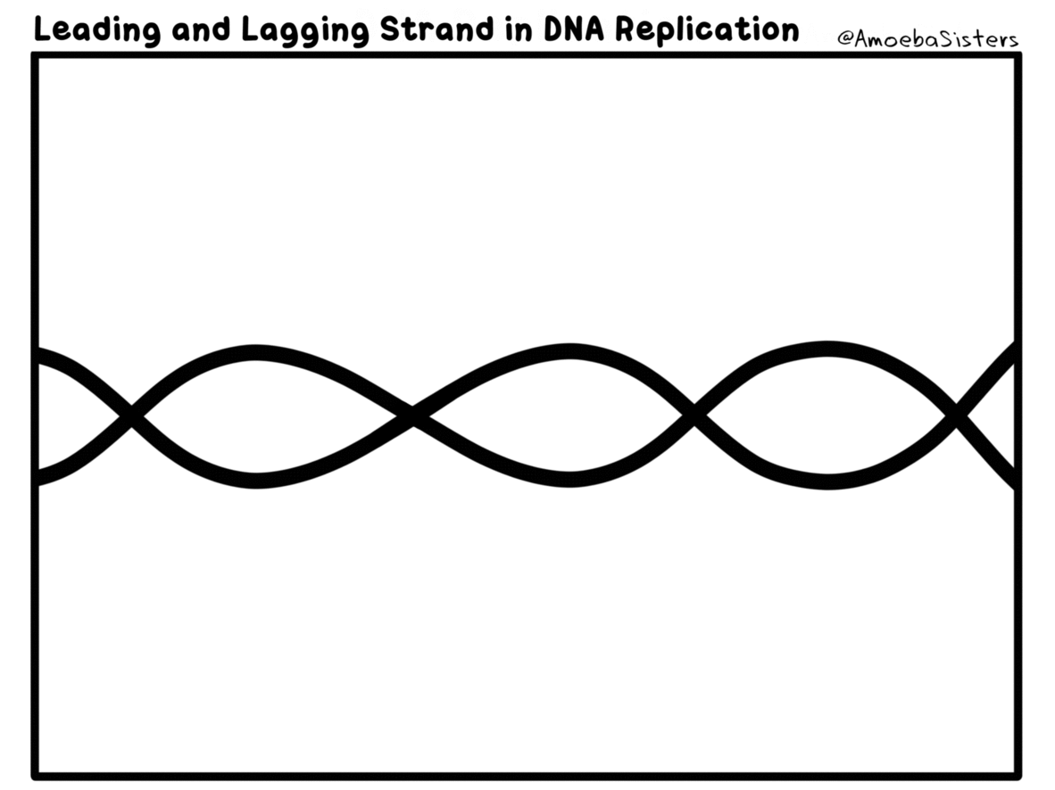 Leading and Lagging Strand in DNA - GIF! by SarinaSunbeam on DeviantArt
