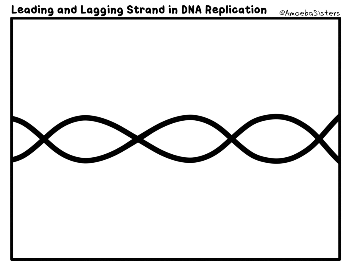 Leading and Lagging Strand in DNA - GIF! by SarinaSunbeam on DeviantArt Leading and Lagging Strand in DNA - GIF! by SarinaSunbeam on DeviantArt
