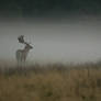 Deer in the mist