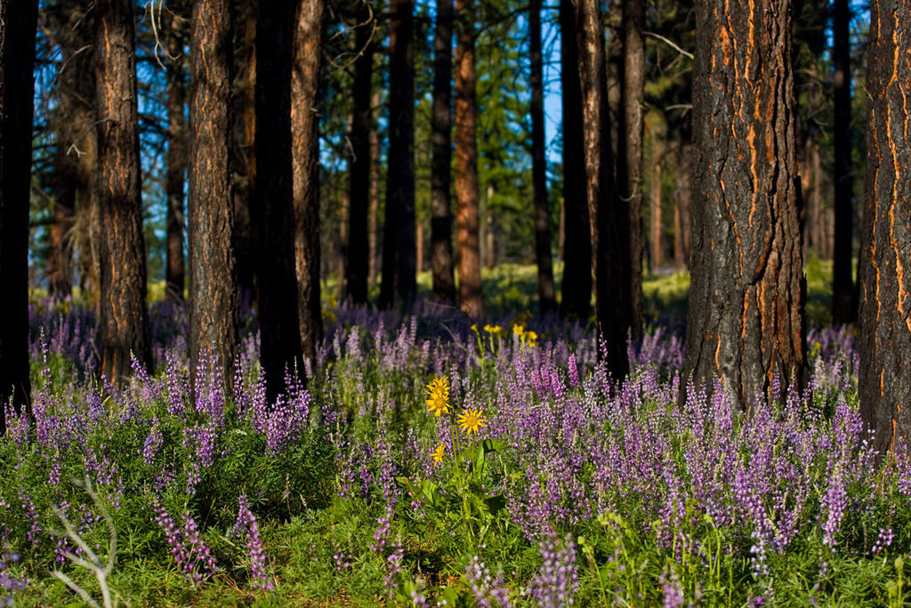 Mt Hood Wild Flowers