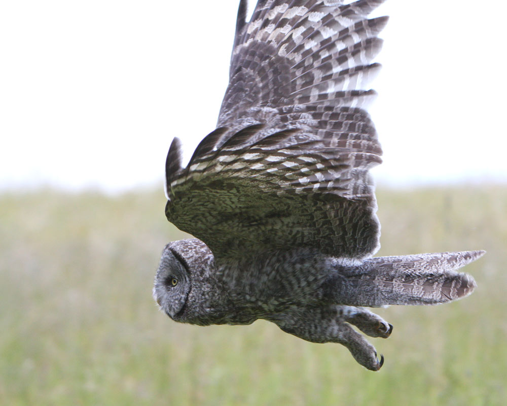 Yellowstone Owl 2