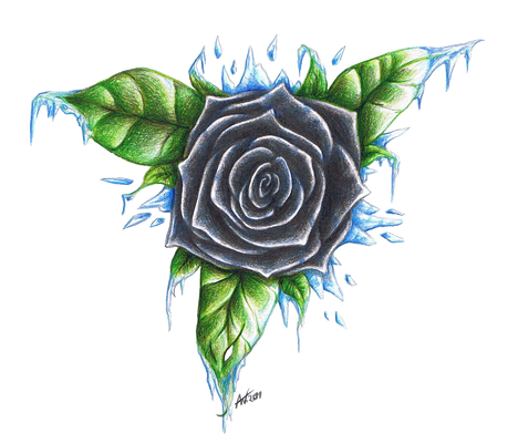 Black and Icy Rose