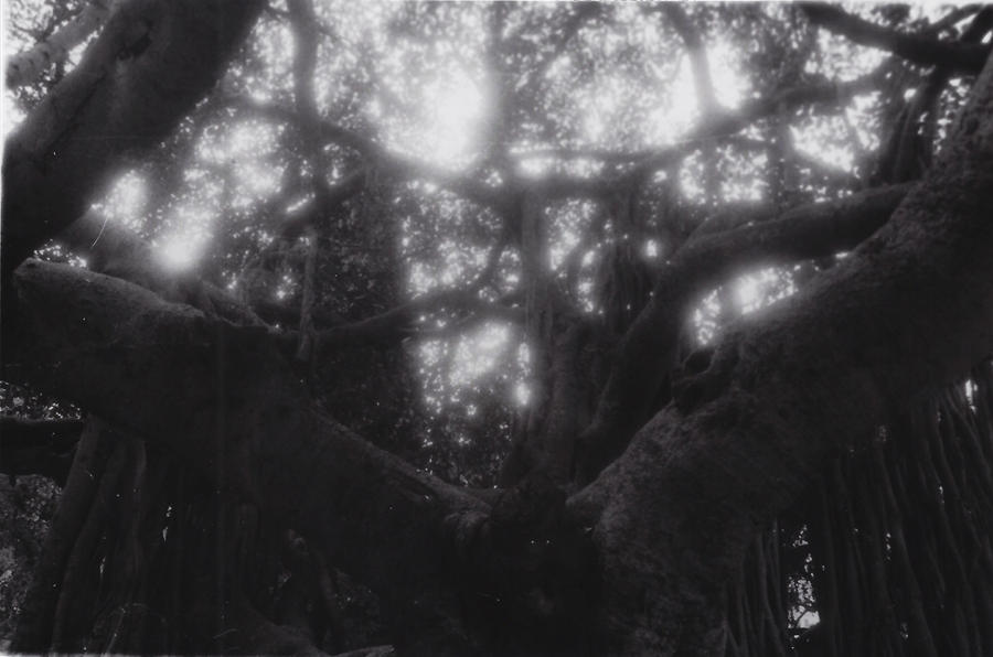 Faerie tree by Peanutbubble on DeviantArt