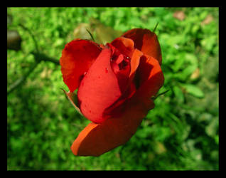 Red-rosE