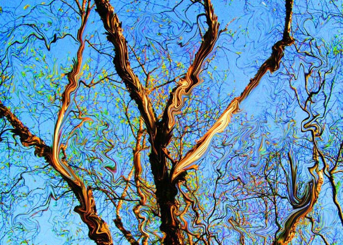 Freaky Tree by ZZBaggins on DeviantArt