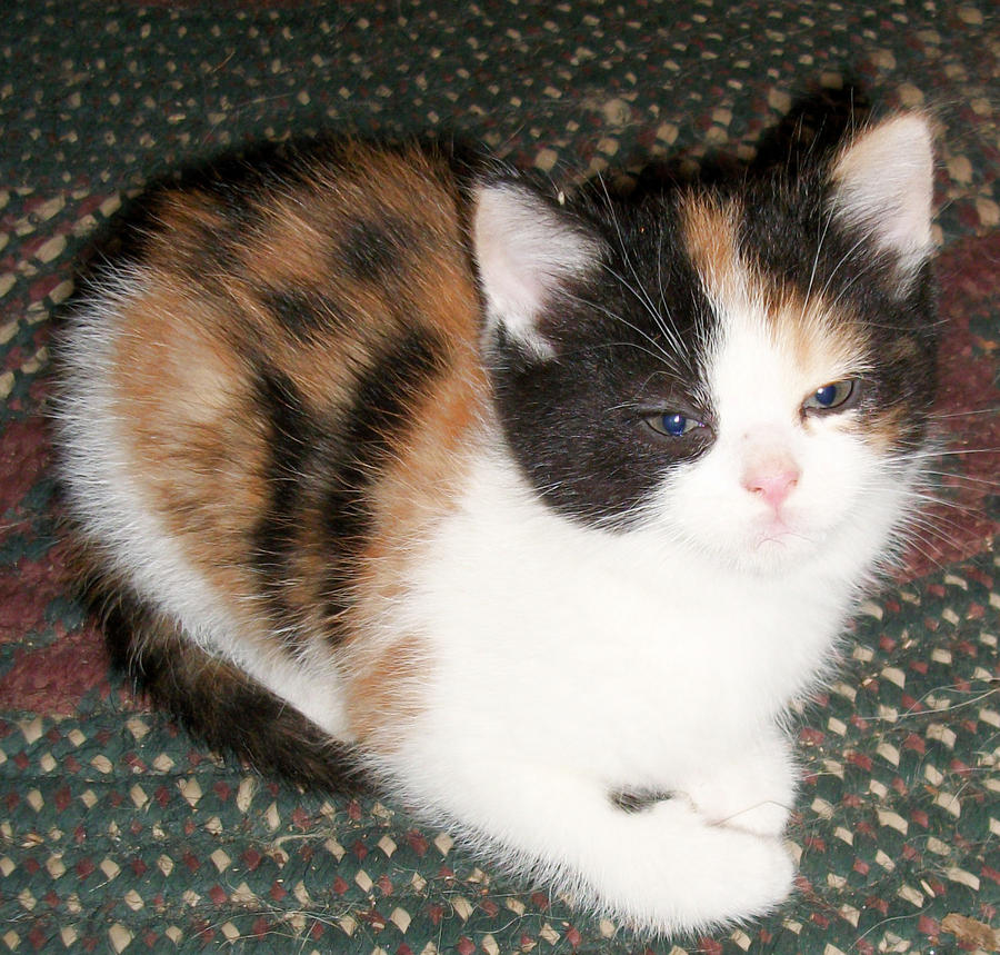 Mini Calico