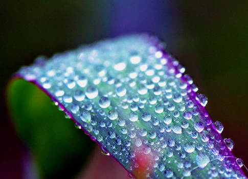 Droplets on a Curve