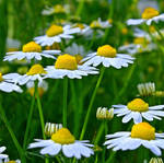 ces Marguerites sont pour toi by matricaria72