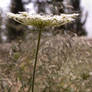 Swaying in the breeze