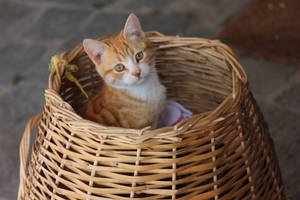 cat in a basket by MyBrightSide33